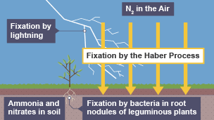 Stage one of nitrogen cycle. N2 in air, fixation by lightning and Haber Process. Arrows into soil. Fixation by bacteria in root nodules of leguminous plants. Ammonia and nitrates in the soil.