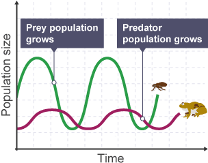 predation graph
