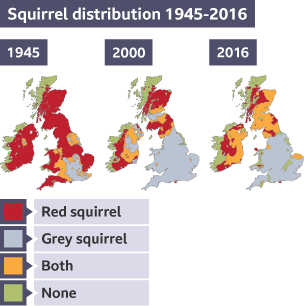 Organisations like the Red Squirrel Support Trust have sampled the numbers of both squirrel types over time. Their results are shown below.