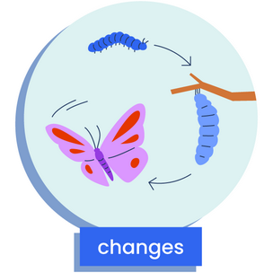 the metamorphosis cycle, depicting changes