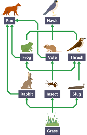 Food chains and webs - Ecosystems and habitats - KS3 Biology – BBC ...