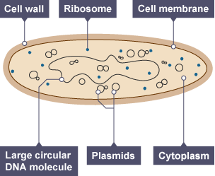 yeast cell diagram gcse