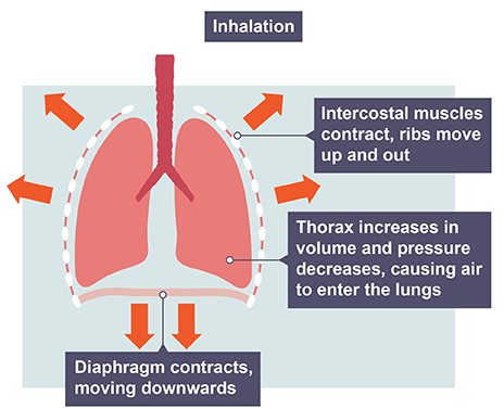 Pressure in deals lungs