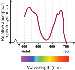 Action spectrum graph