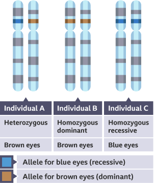 A: Allele blue , allele brown heterozygous dominant, brown eyes. B: Two alleles brown, homozygous dominant, brown eyes.  Individual C: Two blue alleles, homozygous recessive, blue eyes.