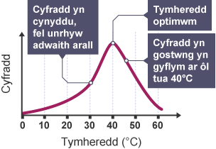 Graff cyfradd yn erbyn tymheredd (°C) ar gyfer ensymau.