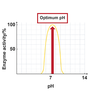 Enzyme factor pH