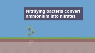 Plant growing in soil. Nitrifying bactera convert ammonium into nitrates.