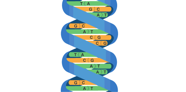 Base pairs on a section of DNA