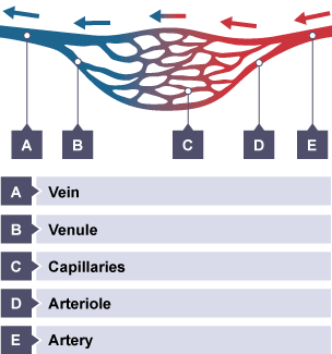 Blood travelling through the capillaries