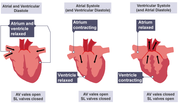 During store ventricular systole