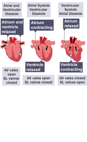 Atrial and Ventricular diastole - Atrial systole - Ventricular systole