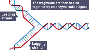 The fragments are then sealed together by an enzyme called ligase