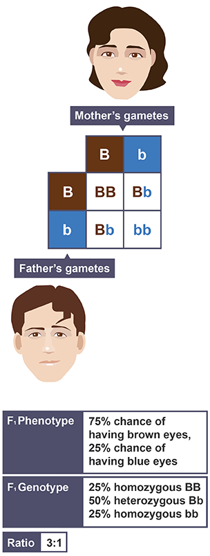 Punnett squares 3