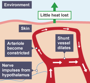 Nerve impulses are received from the hypothalamus, the arteriole become restricted and little heat is lost.