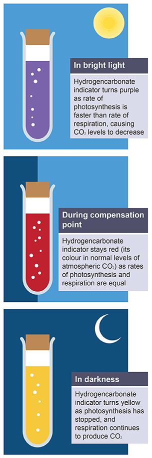 photosynthesis-and-respiration-photosynthesis-and-plants-ccea