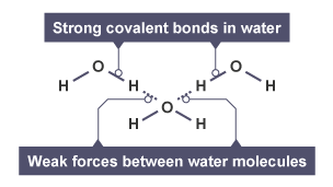 A large number of water molecules, showing the strong covalent bonds between the oxygen and hydrogen atoms in each molecule, and the weak forces between the molecules themselves.