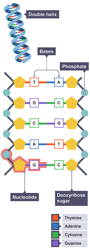 Reproduction DNA and Genetics - BBC Bitesize