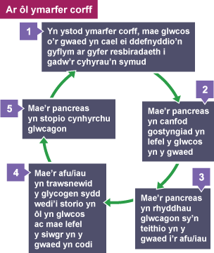 Diagram yn dangos sut mae mecanweithiau adborth negatif yn cyflawni rheolaeth homeostatig ar ôl ymarfer corff.