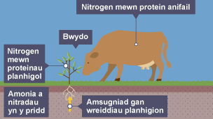 Cam dau y gylchred nitrogen