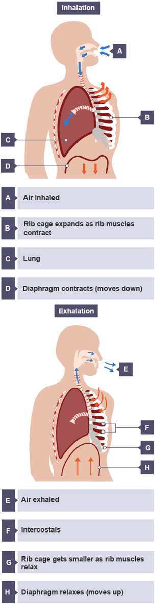 When air is inhaled, the rib cage expands as the rib muscles contract, and the diaphragm contracts. When air is exhaled, the rib cage gets smaller as the rib muscles relax, and the diaphragm relaxes.