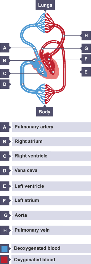 Arteries carry blood away from the heart (except for the pulmonary artery).