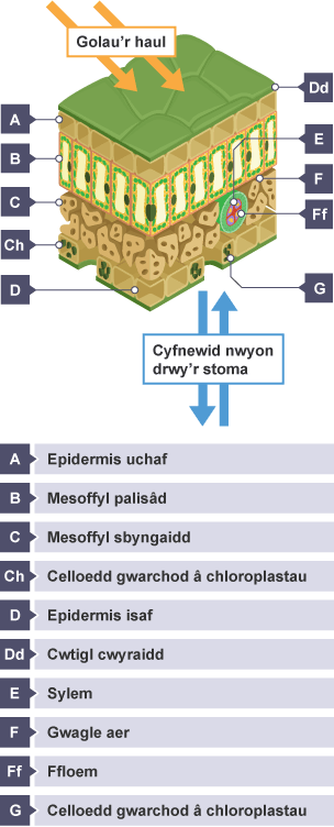 Trawstoriad deilen yn dangos Cwtigl cwyraidd, Epidermis uchaf, Mesoffyl palisâd, Mesoffyl sbyngaidd yn cynnwys Bwlch aer. Epidermis isaf yn cynnwys Celloedd gwarchod â chloroplastau o gwmpas Stoma.