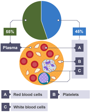 BBC Bitesize - GCSE Biology - Blood - Revision 1