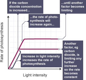 Graph demonstrating the relationship between light intensity and the rate of photosynthesis