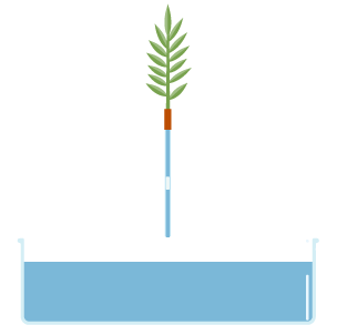 Diagram of how to conduct an experiment of how to find the rate of water uptake in a plant
