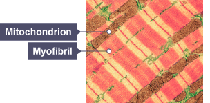 A muscle cell labelling cell membrane, myofibril and mitochondria.