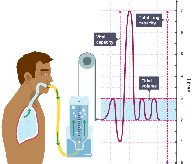 [DIAGRAM] Diagram Of Tidal Volume - MYDIAGRAM.ONLINE