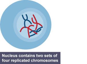 The initial stages of mitosis - the nucleus contains two sets of four replicated chromosomes - eight chromosomes in total.