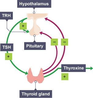 Diagram of how thyroxine plays an important role in growth and development