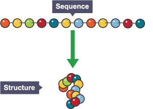 The image at the top shows a protein molecule that has hundreds of amino acids joined in a sequence and the image below they are shown in a structure.