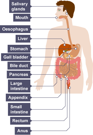 Diagram of the human digestive system showing the Mouth, Salivary glands, Oesophagus, Liver, Gall bladder, Stomach, Bile duct, Pancreas, Small intestine, Large intestine, Appendix, Rectum, and Anus.