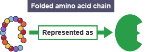 A folded amino acid chain, On the left is a series of amino acids represented as circles in a shape vaguely resembling a human ear.  Theres a gap at the bottom right.  This is represented as a oval with two sections which look like half hexagons, removed at the right hand side.