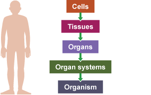 a person standing next to the words cells, tissues, organs, organ systems, organism