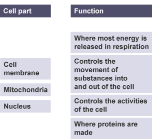 Draw lines from each part of a cell to its correct function