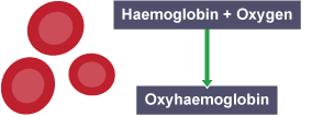 An image of 3 red blood cells next to the formula haemoglobin plus oxygen equals oxyhaemoglobin