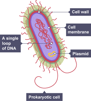 Diagram of a bacteria cell