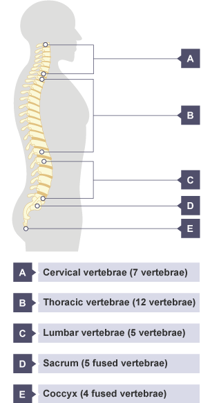 The vertebral column, comprising cervical vertebrae (7 vertebrae), thoracic vertebrae (12 vertebrae), lumbar vertebrae (5 vertebrae), sacrum (5 fused vertebrae) and coccyx (4 fused vertebrae).