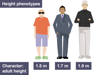 The variety of heights allowed with phenotypes in adults - 3 adults.  The first is 1.5 m tall, the second 1.7 m and the third 1.9 m.