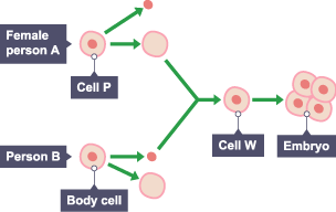 Figure 5 shows a method that could be used in the future to produce a human.