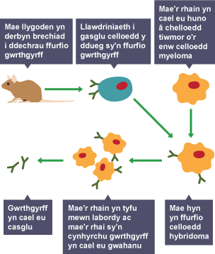 Diagram yn dangos sut mae gwrthgyrff yn cael eu cymryd o lygod i greu celloedd hybridoma