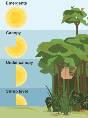 Emergents at the top receive most light. Beneath is the canopy, then the under canopy, and lastly the shrub level, receiving the least light.