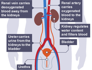 Blue and red blood vessels.  The blue show blood coming from the kidneys going to the heart. The red show blood going to the kidneys from the heart. Bladder, urethra and kidney are labelled.