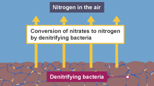 Stage five of the nitrogen cycle