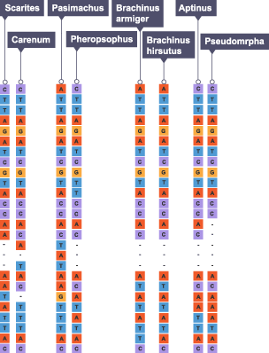 This image contains the comparisons of DNA sequences