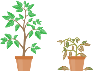 Diagram o 2 blanhigyn tomato. Mae'r planhigyn tomato ar y chwith yn iach, mae'r un ar y dde yn tyfu mewn amodau lle mae diffyg ïonau mwynol.